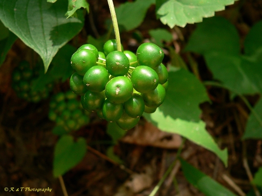 {Smilax herbacea}